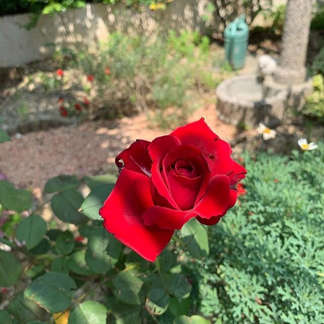 This beautiful red rose rewarded me for venturing out into the heat of the garden 🌞🎁🌹❤️
.
.
#redrose #flowerstagram #rose #rosa #bloom #gardening #myitaliangarden #summertime #beauty #nature #heat #gratitude #appreciation #redroseforlove