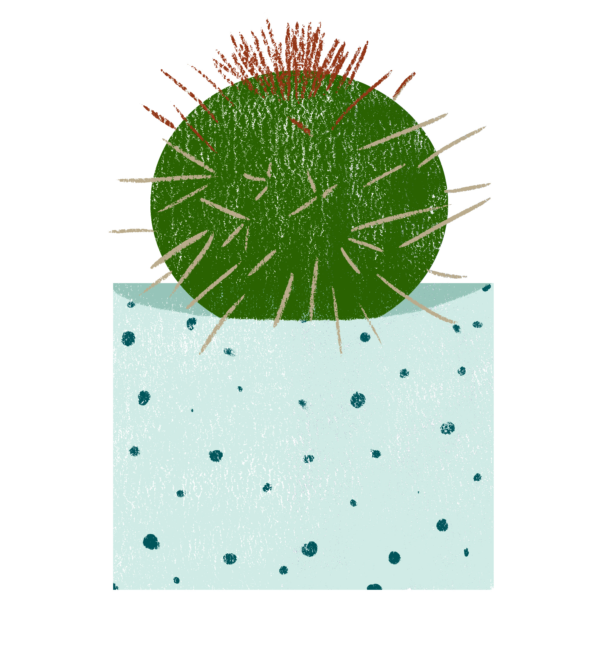 cactus.jpg