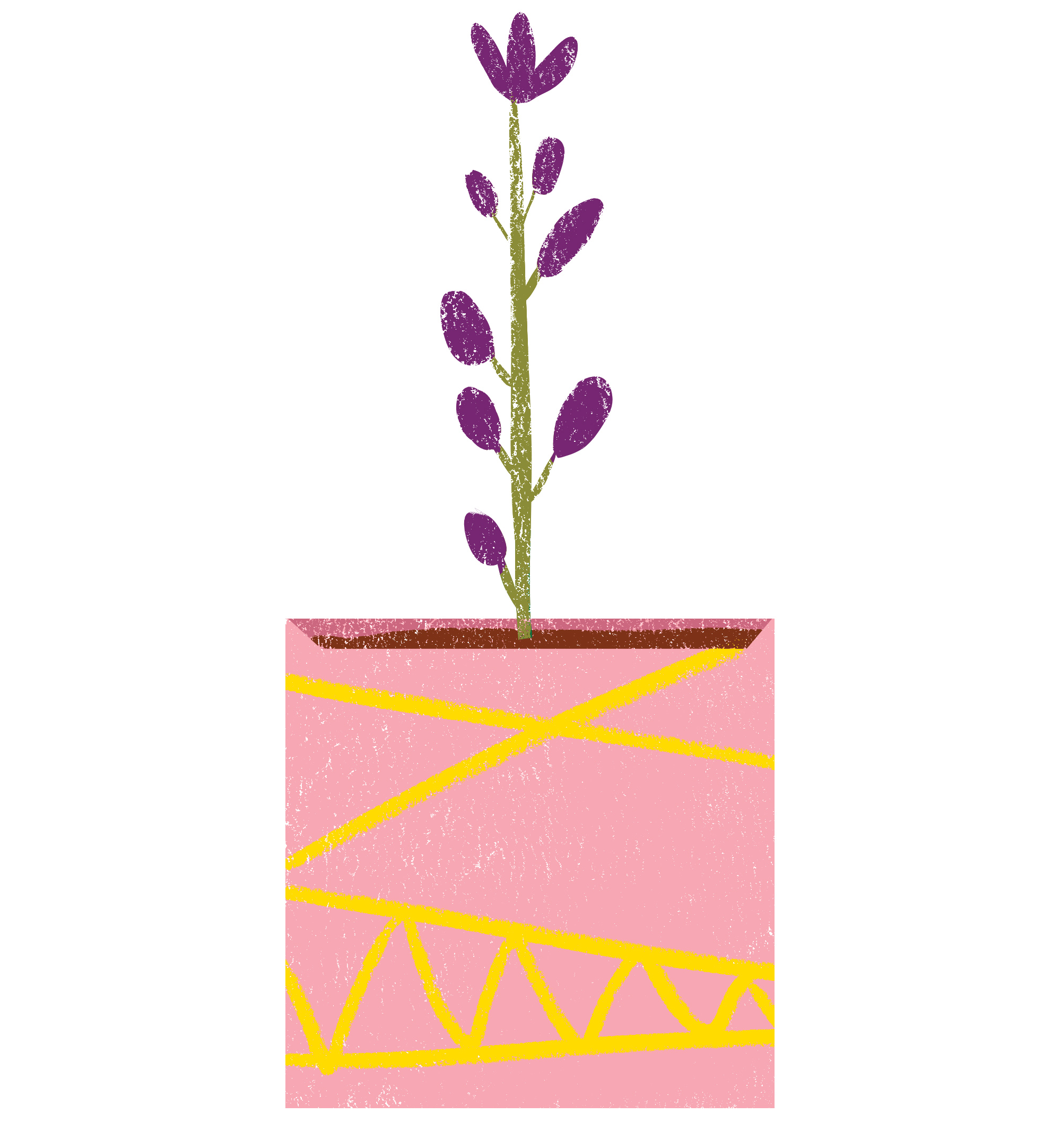 plant.jpg
