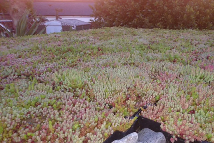 sedum-roof.jpg