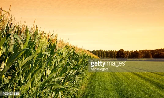 Photo by hansslegers/iStock / Getty Images