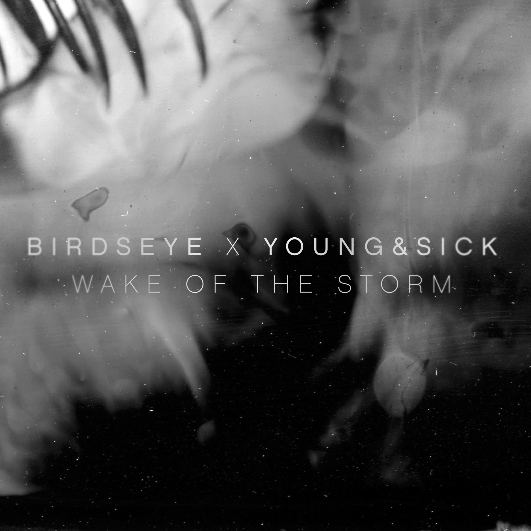 YOUNGSICK X BIRDSEYE.jpg