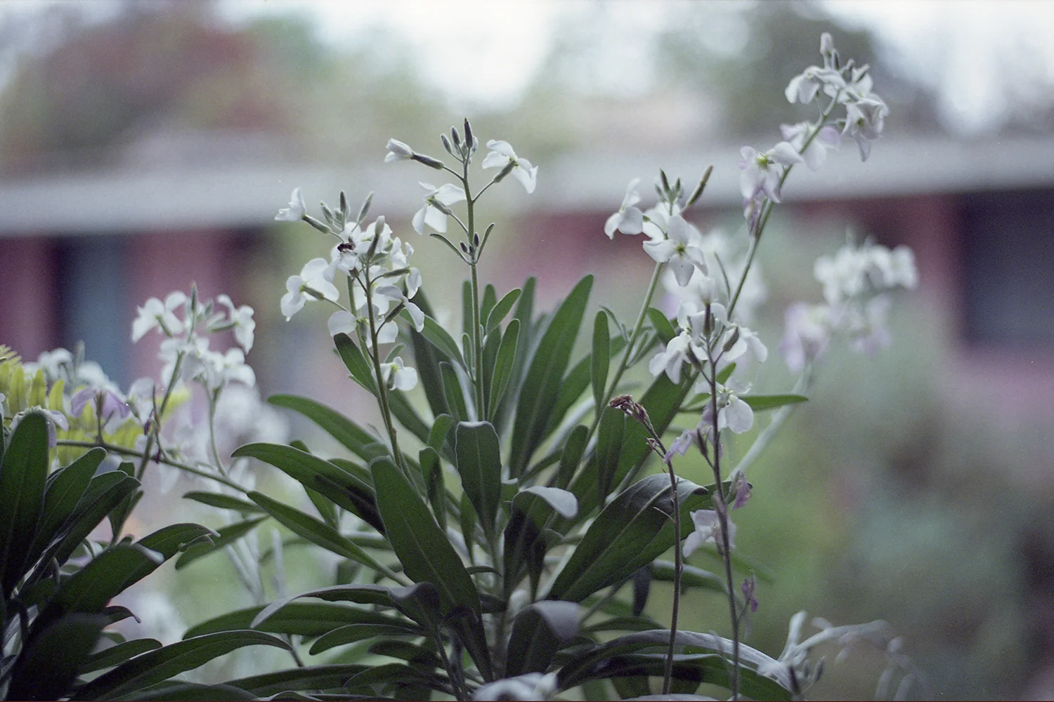 Fujifilm Superia 800_038.JPG