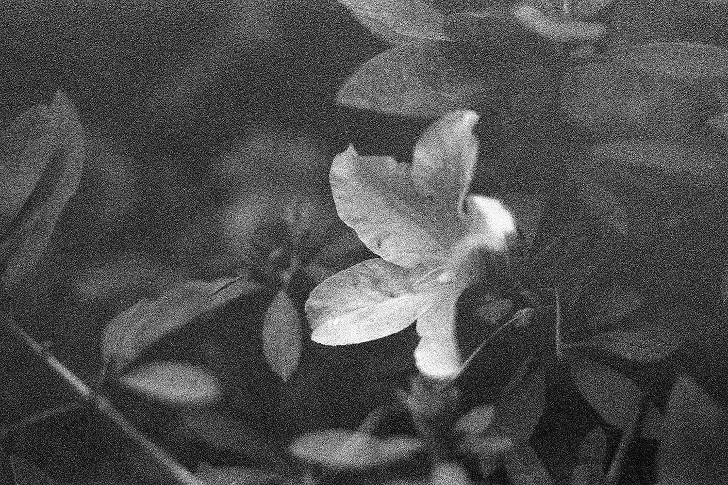 Ilford3200Delta_009.JPG