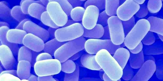 Manfaat-Lactobacillus-Acidophilus.jpg