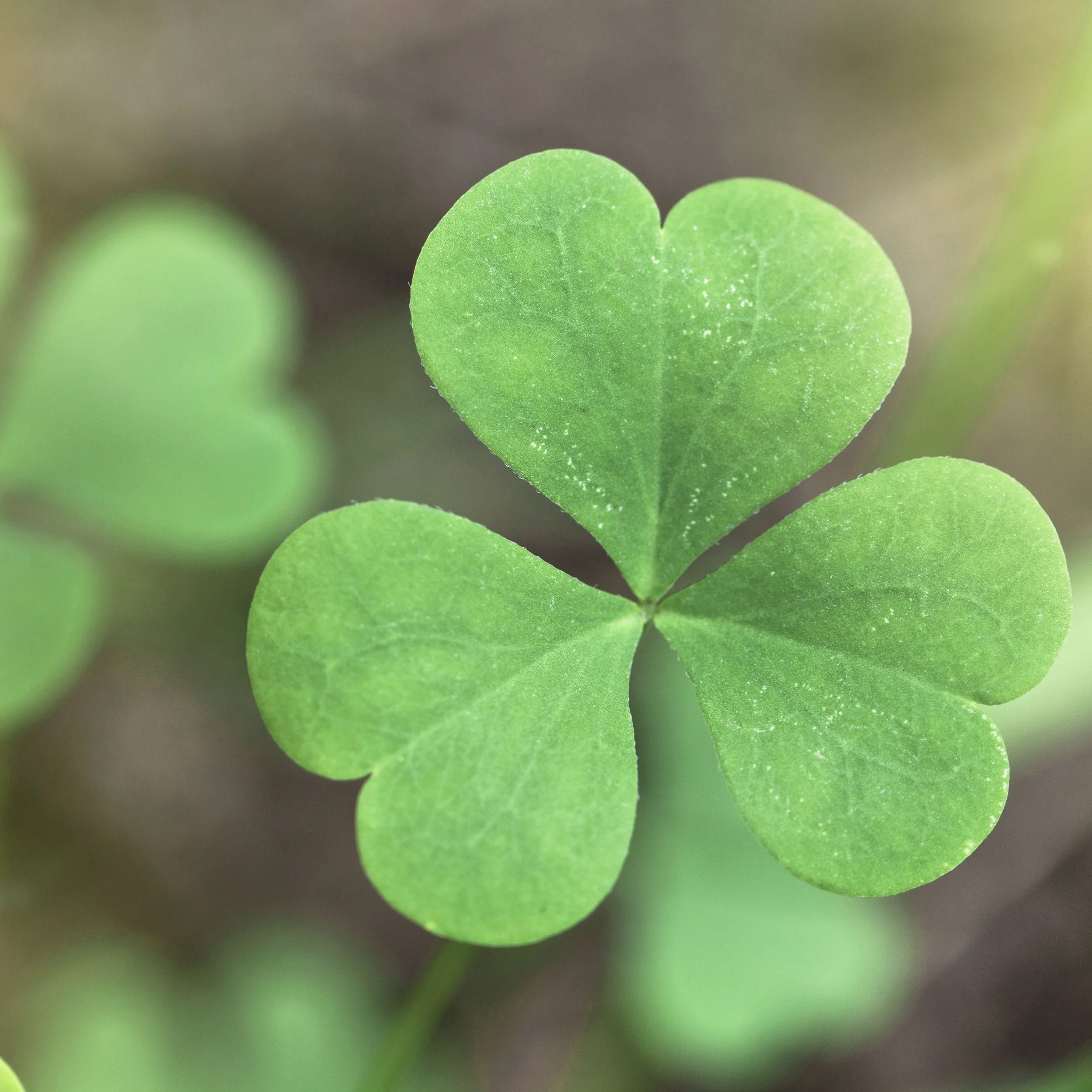 Five Points South St. Patrick's Day Parade