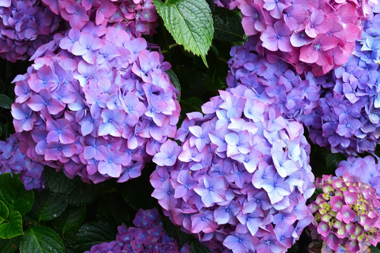 Order Mother's Day Hydrangeas