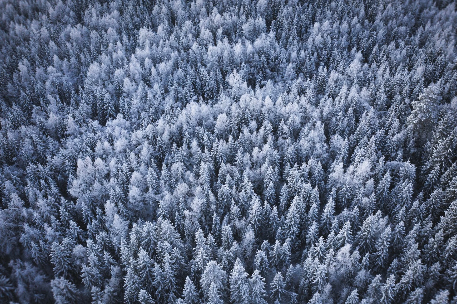 aerial_view_over_an_evergreen_forest_with_snow-1920x1279.jpg