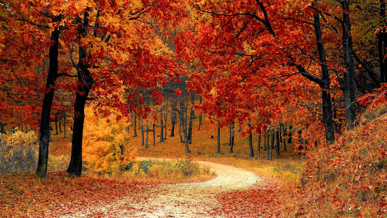Fall-Leaves.png