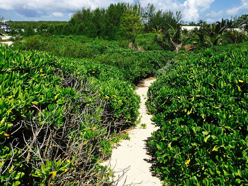 LushWalkwayToBeach.jpeg