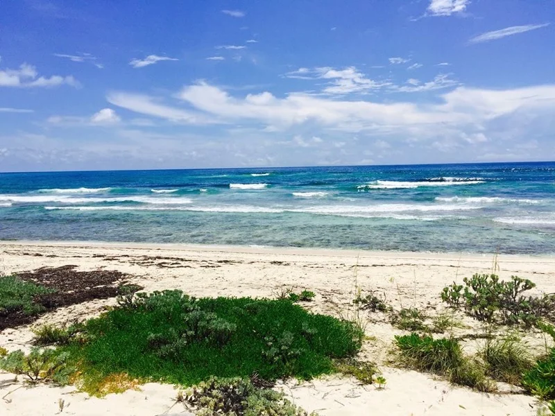 LushWalkwayToBeach.jpeg