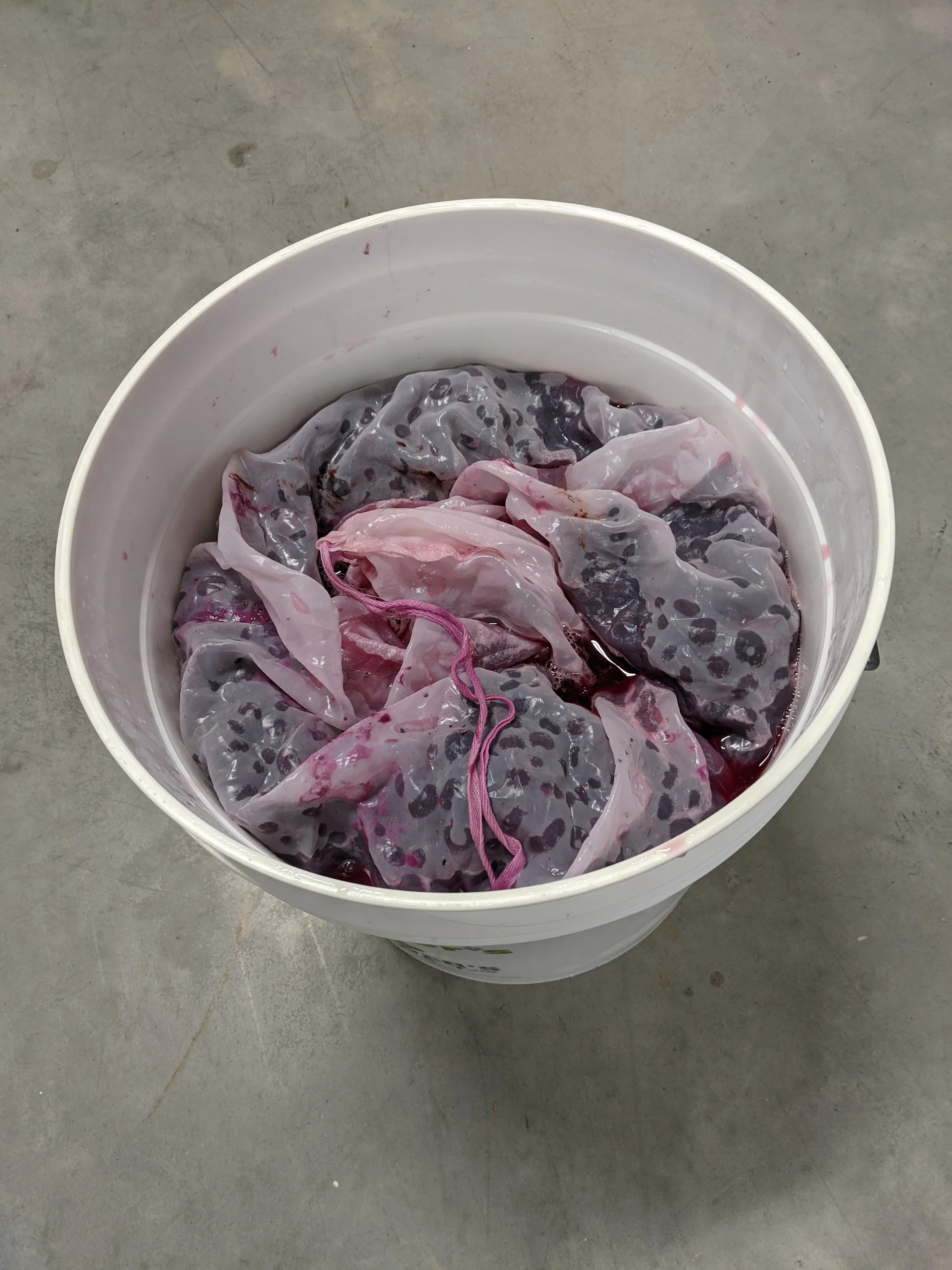 Inter Class Fruit 2.jpg