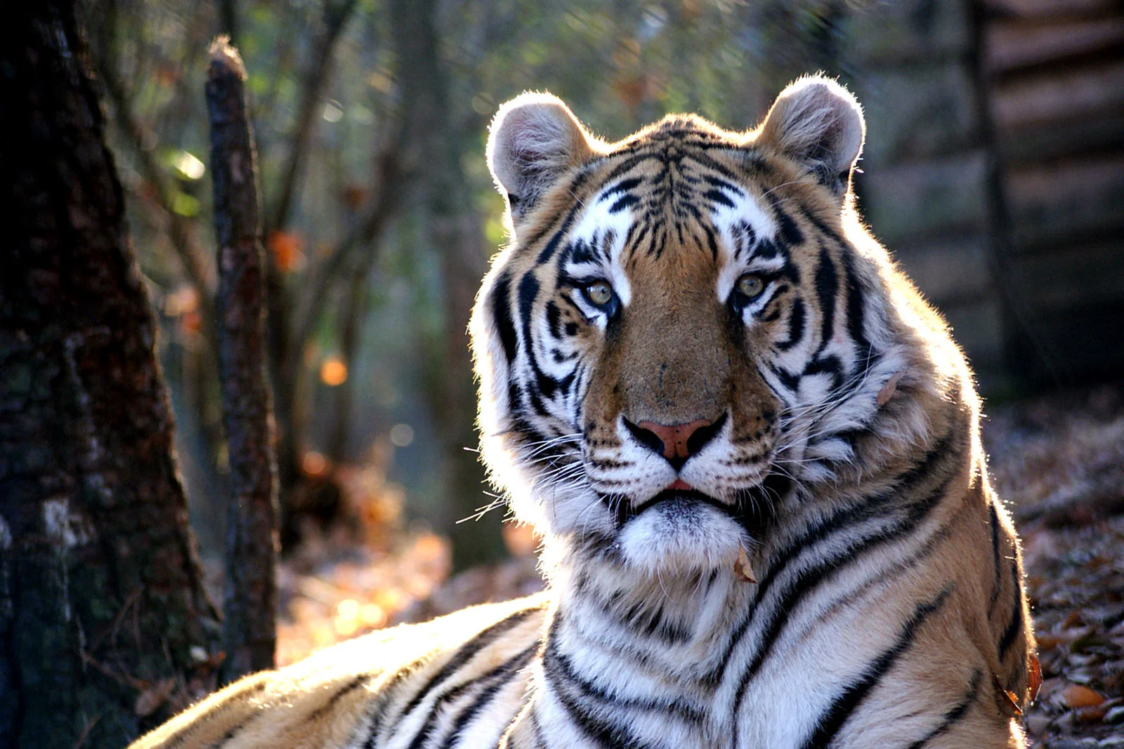 Celebrate International Tiger Day