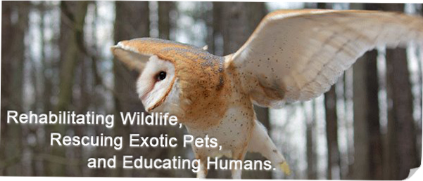 Raptor Release with CLAWS