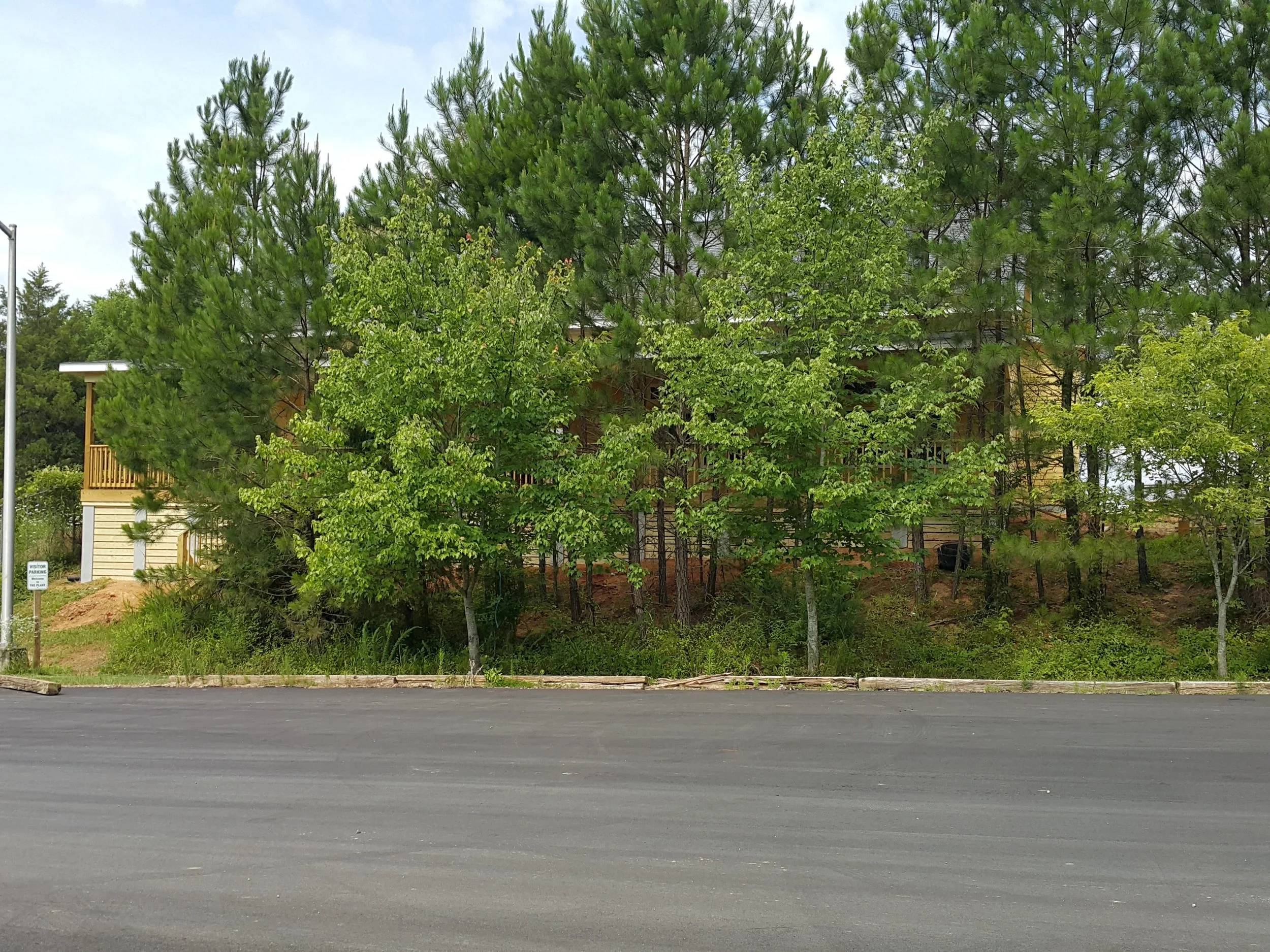 Too Many Trees?