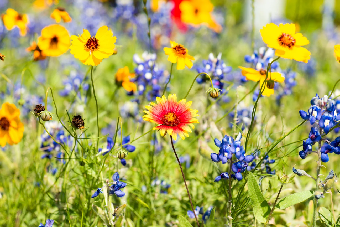 Celebrate Pollinator Week