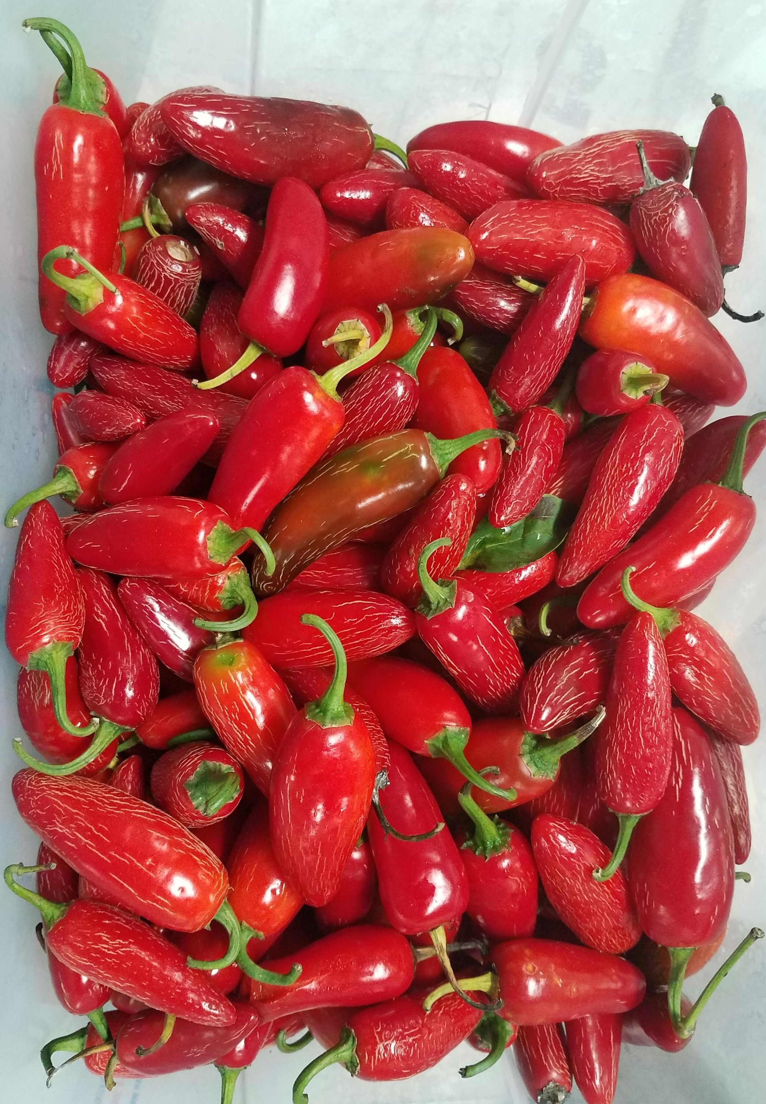 2019 peppers.jpg