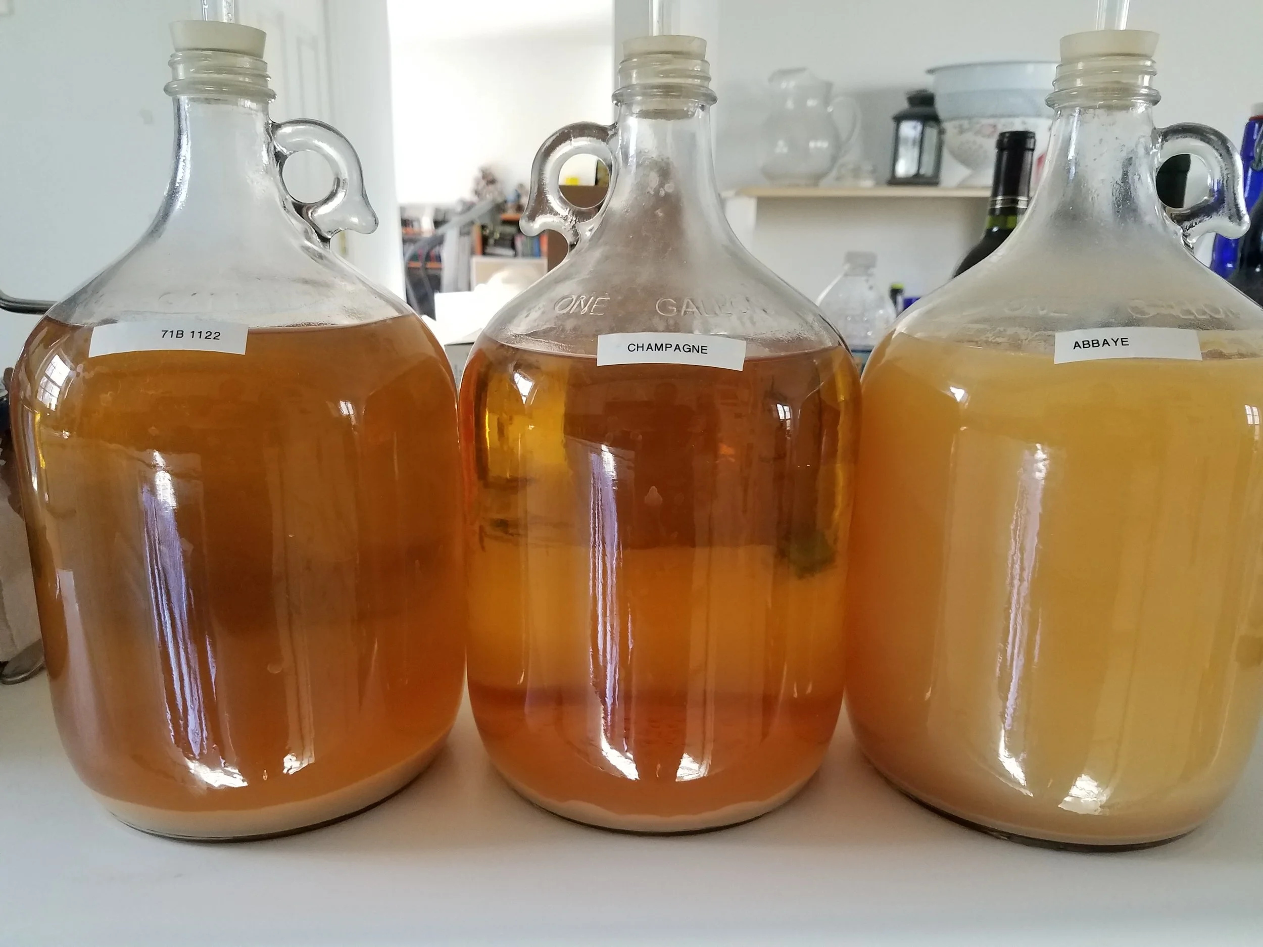 Elevate Your Brew: Not-So-Dry January Expert Feedback Sessions