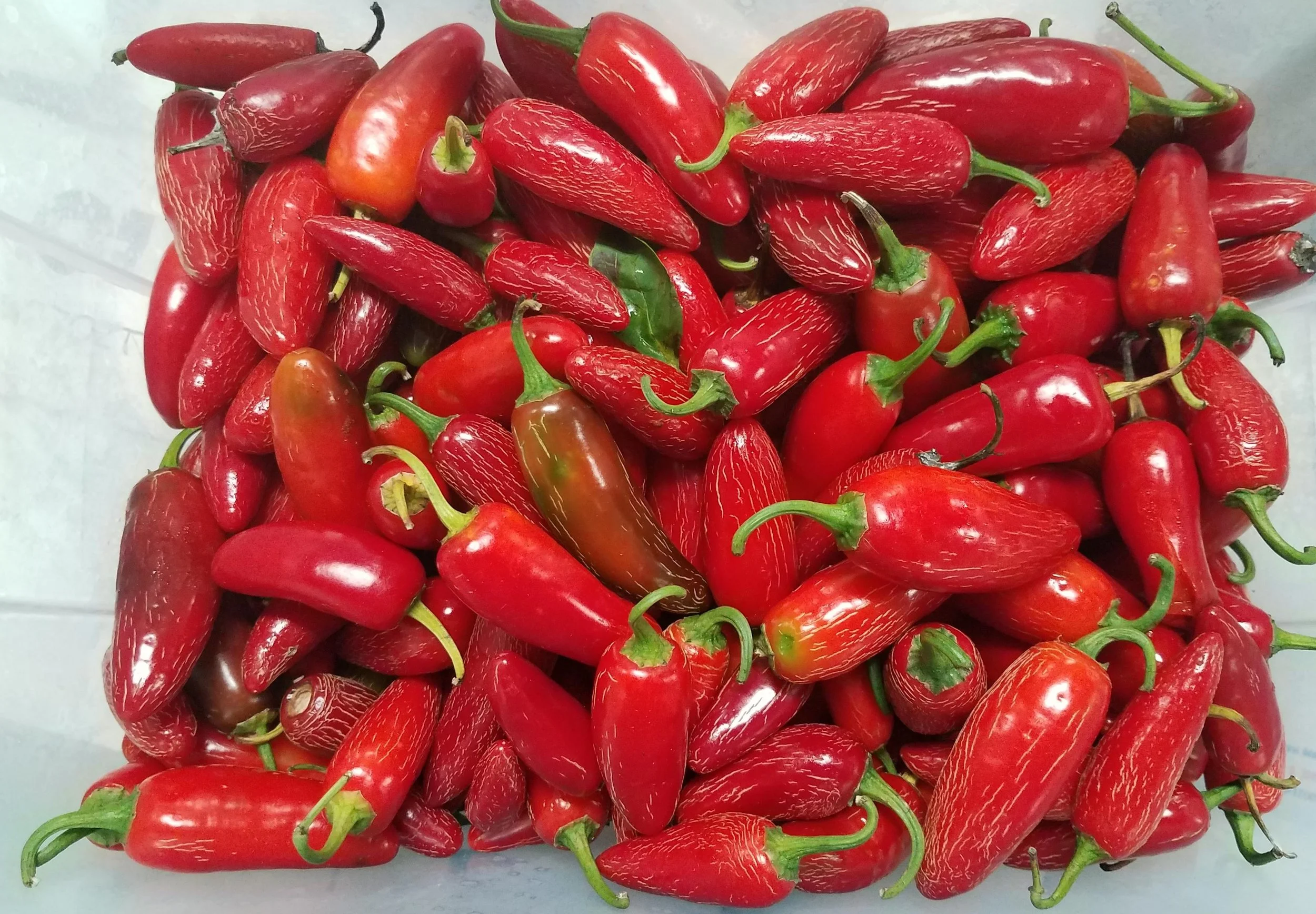 PepperFest 2026
