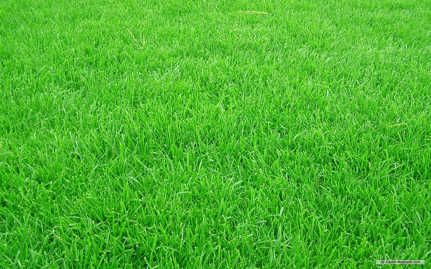 grass-background-6.jpg