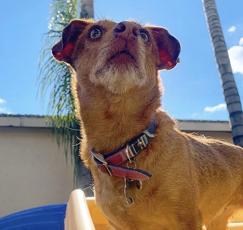 Dog Boarding — Heavenly Pet Resort