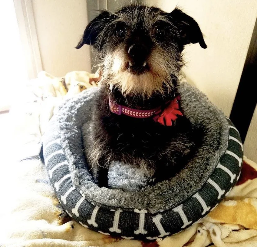 Dog Boarding — Heavenly Pet Resort