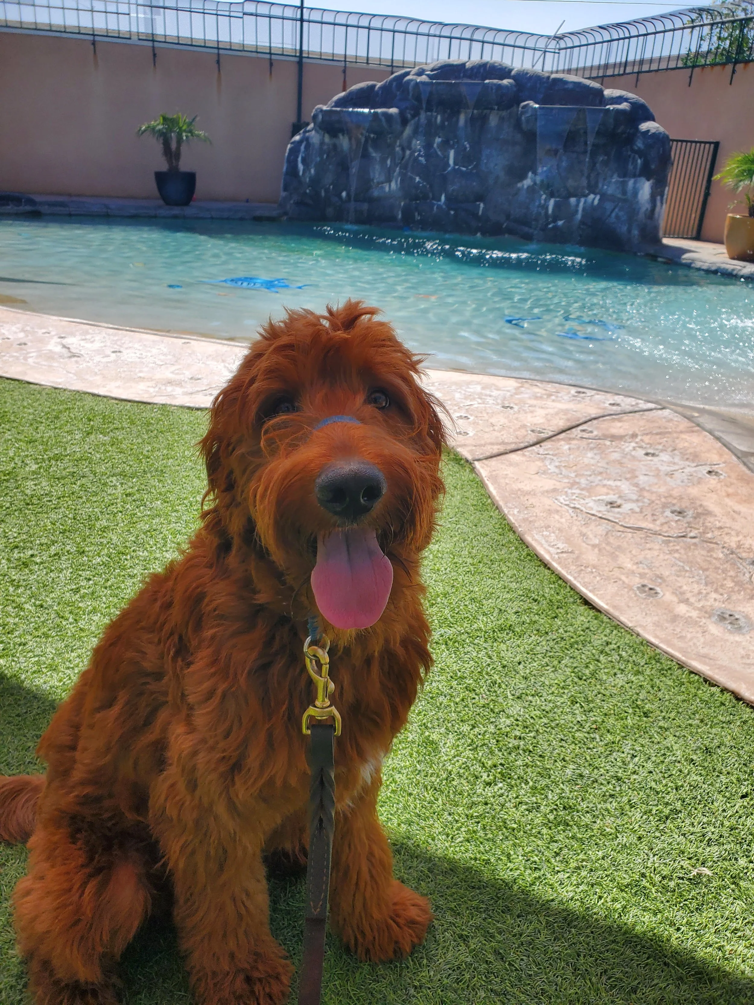 Training — Heavenly Pet Resort