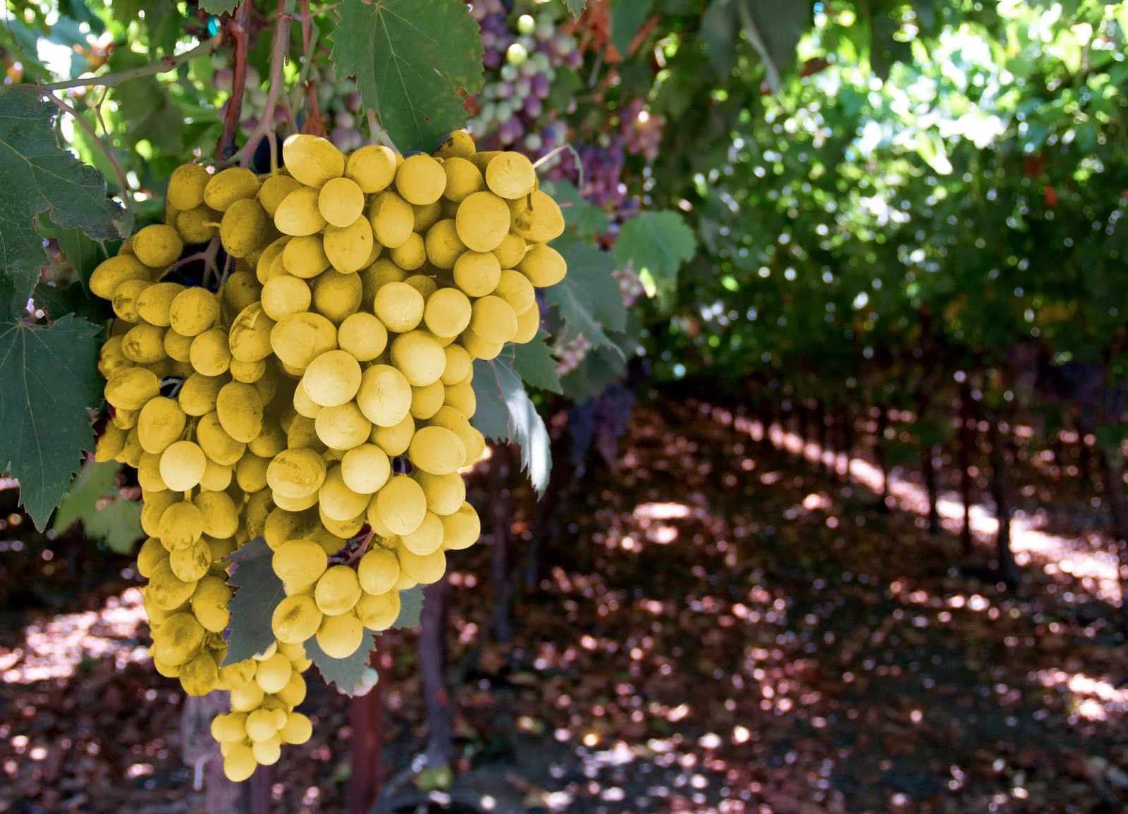 yellow1088480_49128150.jpg