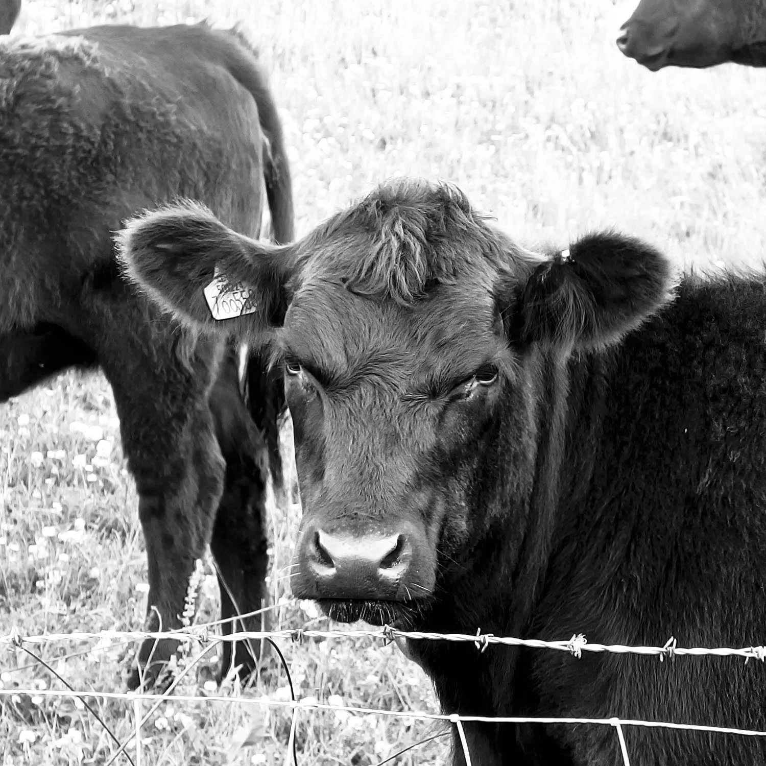 Cow_2.jpg