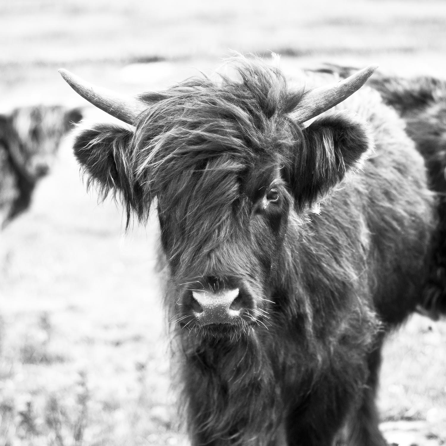 Cow_7.jpg