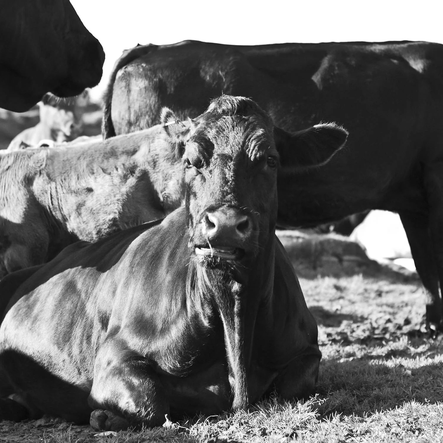 Cow_8.jpg