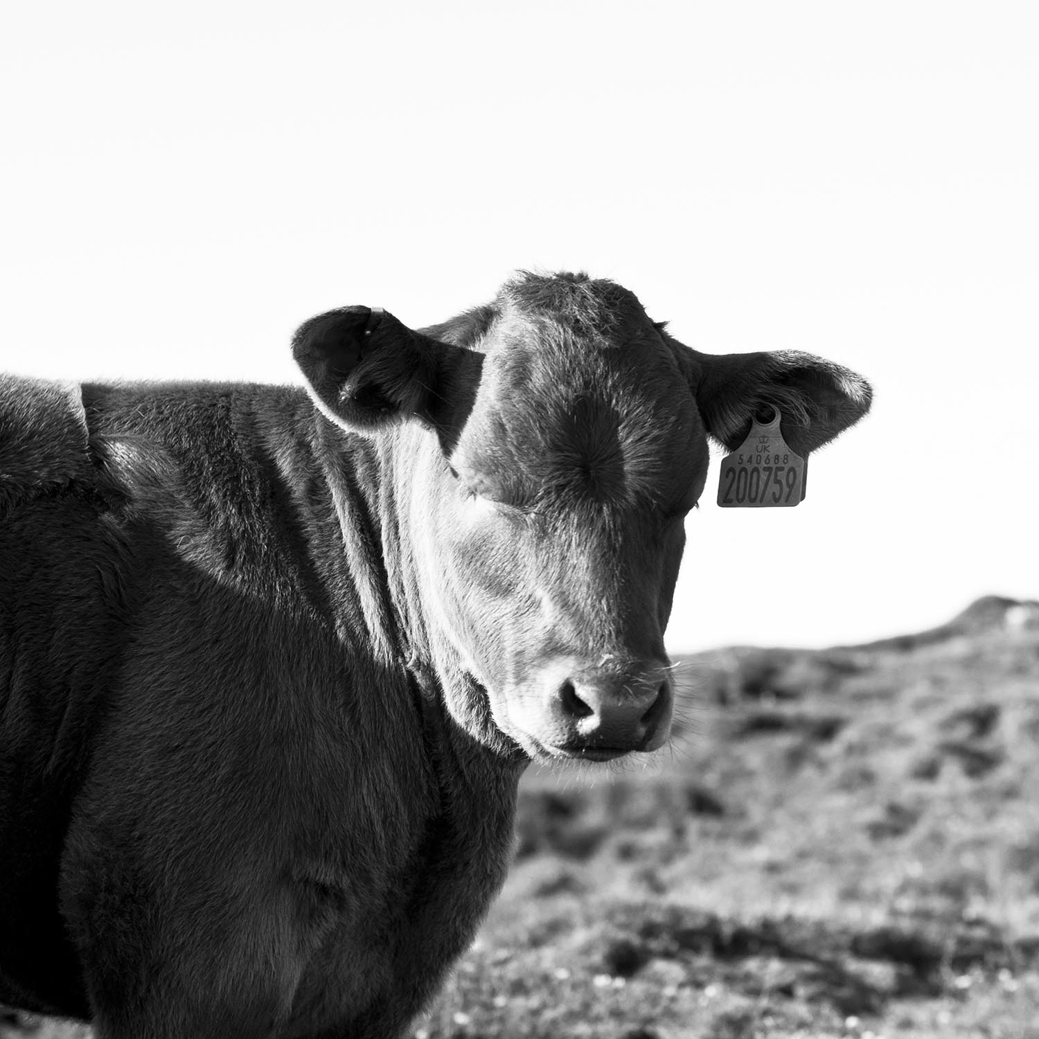 Cow_9.jpg