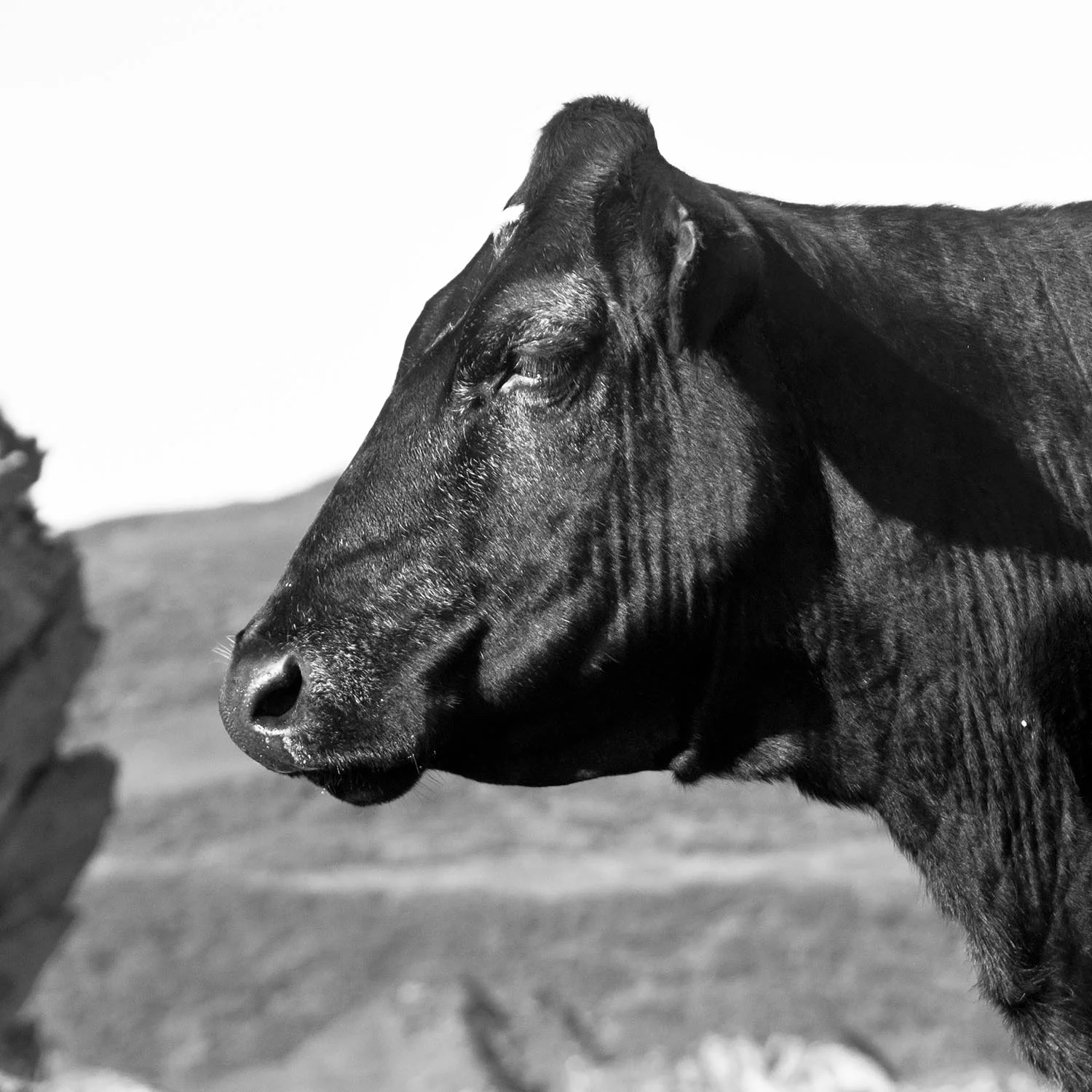 Cow_10.jpg