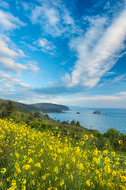 Pacific Coast, Del Norte Coast Redwoods State Park, California (Photo courtesy: Kerry Mark Leibowitz)