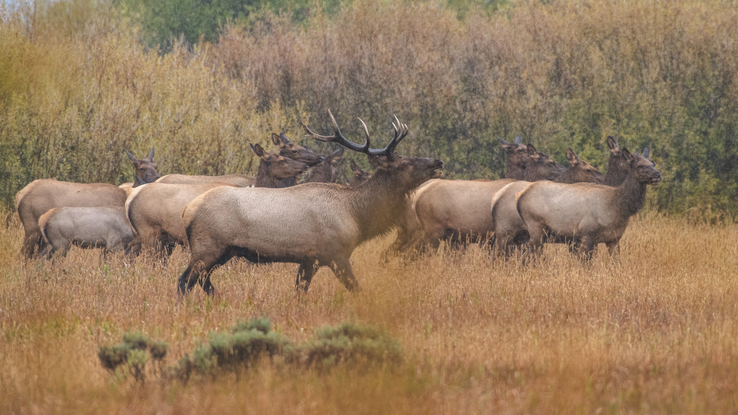 Bull Elk Bugling While Leading Herd