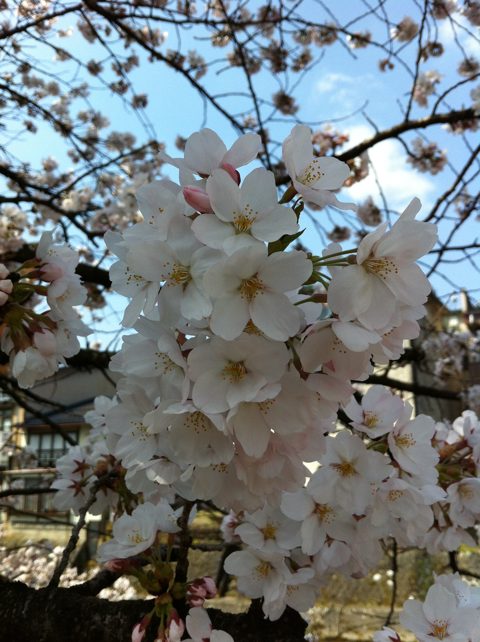 Cherry Blossoms Osaka, Japan April 2014 © Noela Cowell