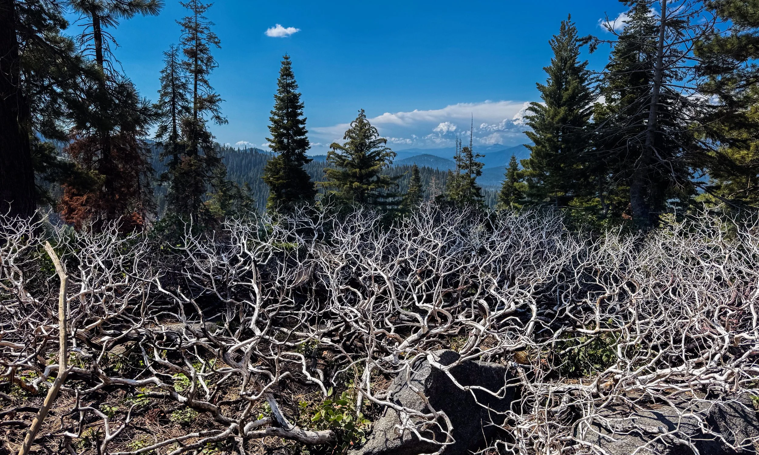 A Contrast in Foliage.jpeg