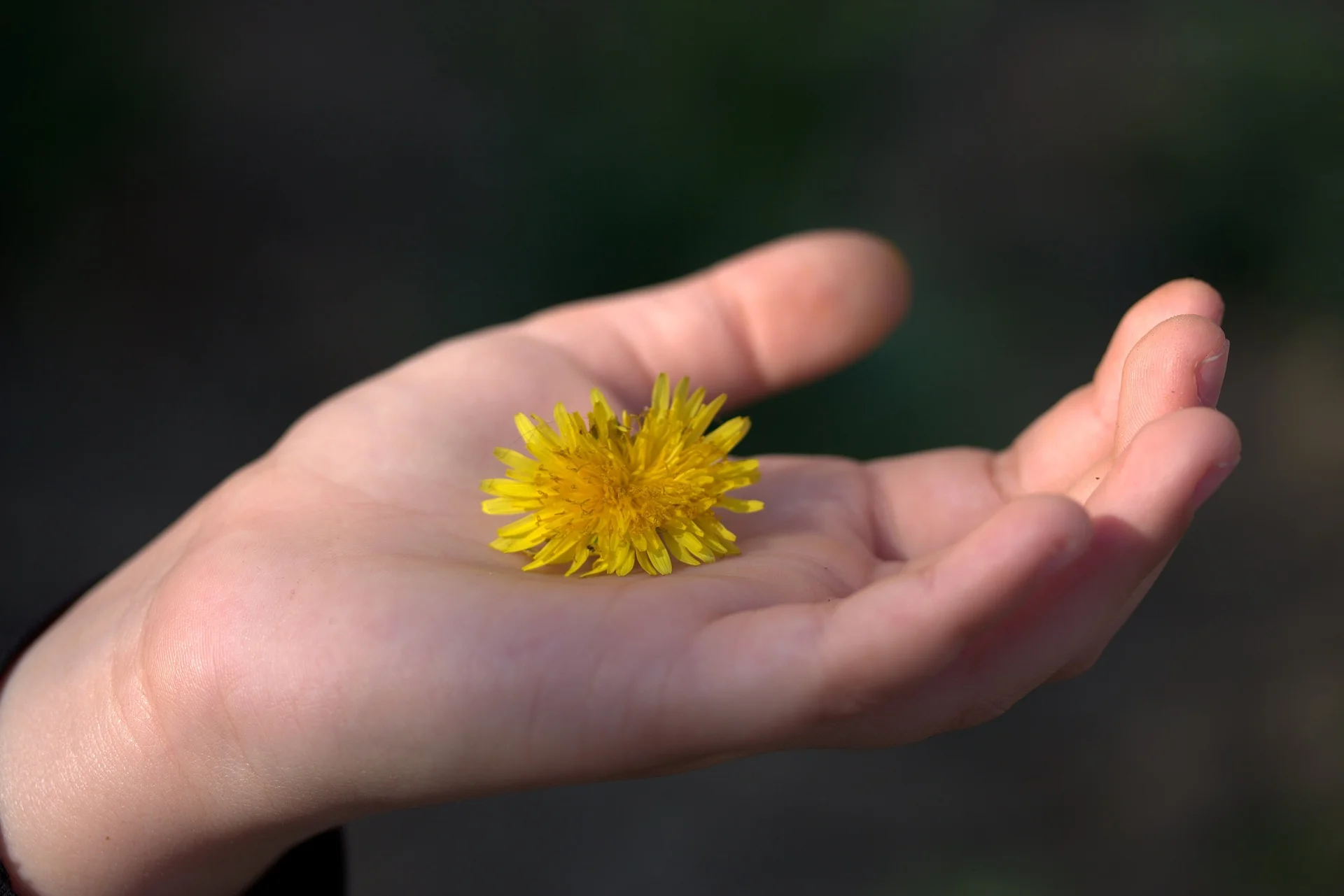 dandelion-2848926_1920.jpg
