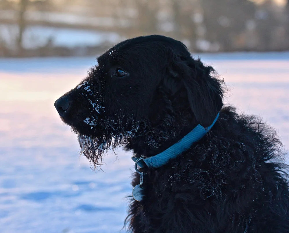 A black dog with wet fur and snow on its snout, wearing a blue collar, standing in a snowy outdoor landscape during daytime.
