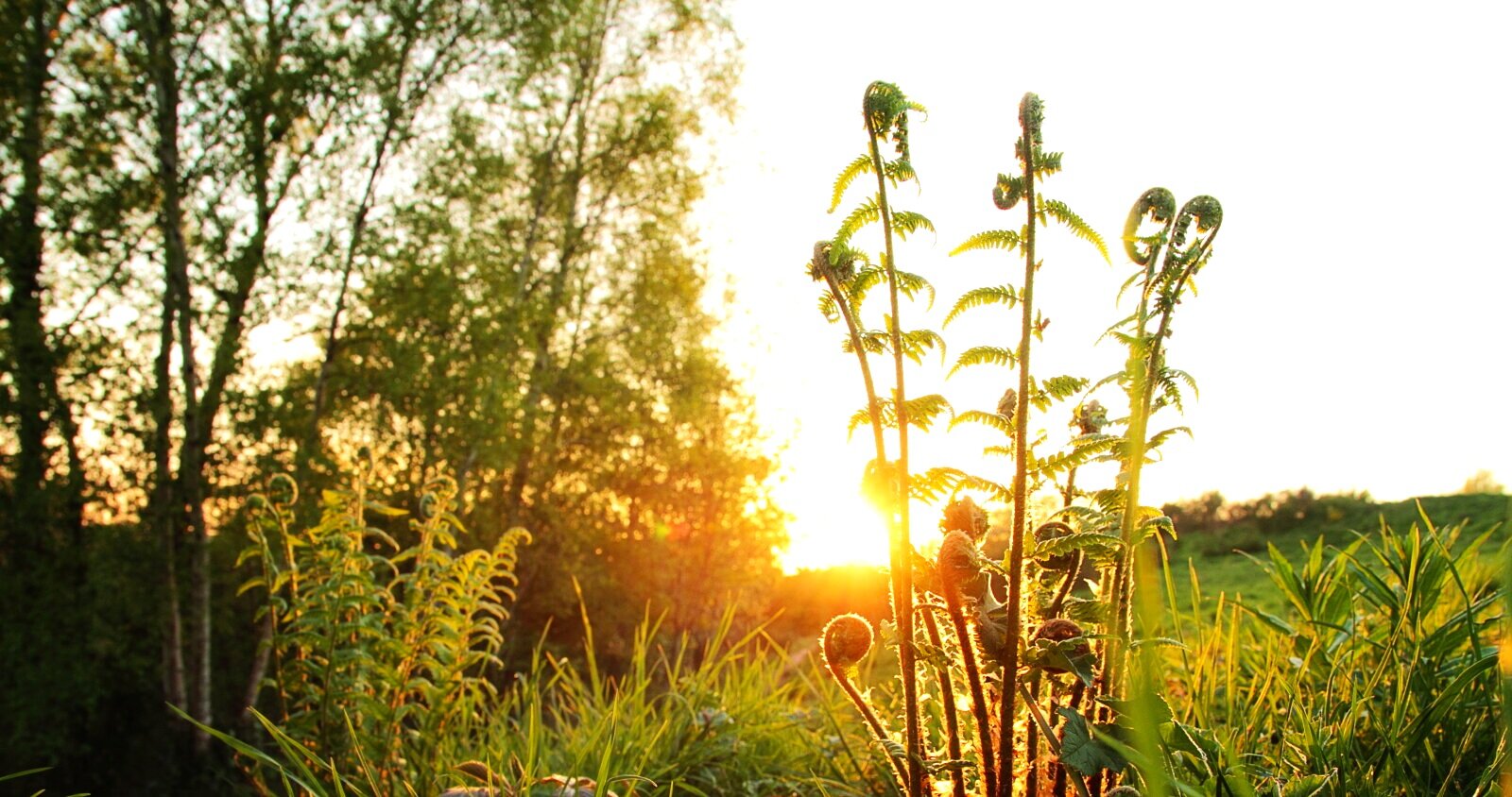 The+nature+reserve.+Please+creidt+Steven+Williams.jpg