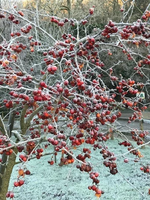 Snowy Outside.jpg