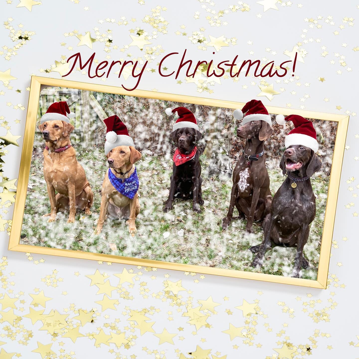 A very enjoyable weekend with this Christmas wolf pack. 
#christmas #dogsinhats #labrador #pointer #pointeraner