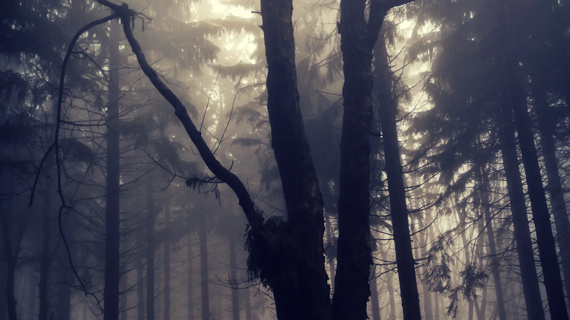 Copy of Witch Tree Narrow No Text.jpg