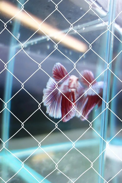 CAGED REFLETION, 2016 FLORIAN VIEL Photographie encadrée, vinyl adhésif 143 x 93 cm 3500 Euros