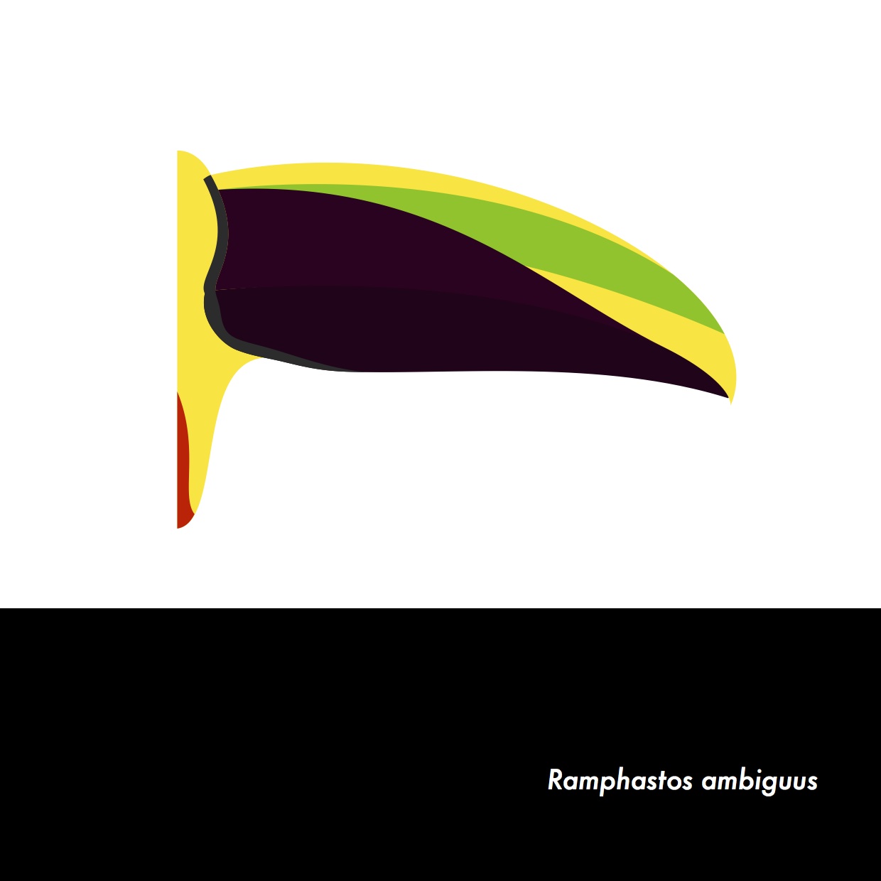 05-RamphastosAmbiguus.jpeg