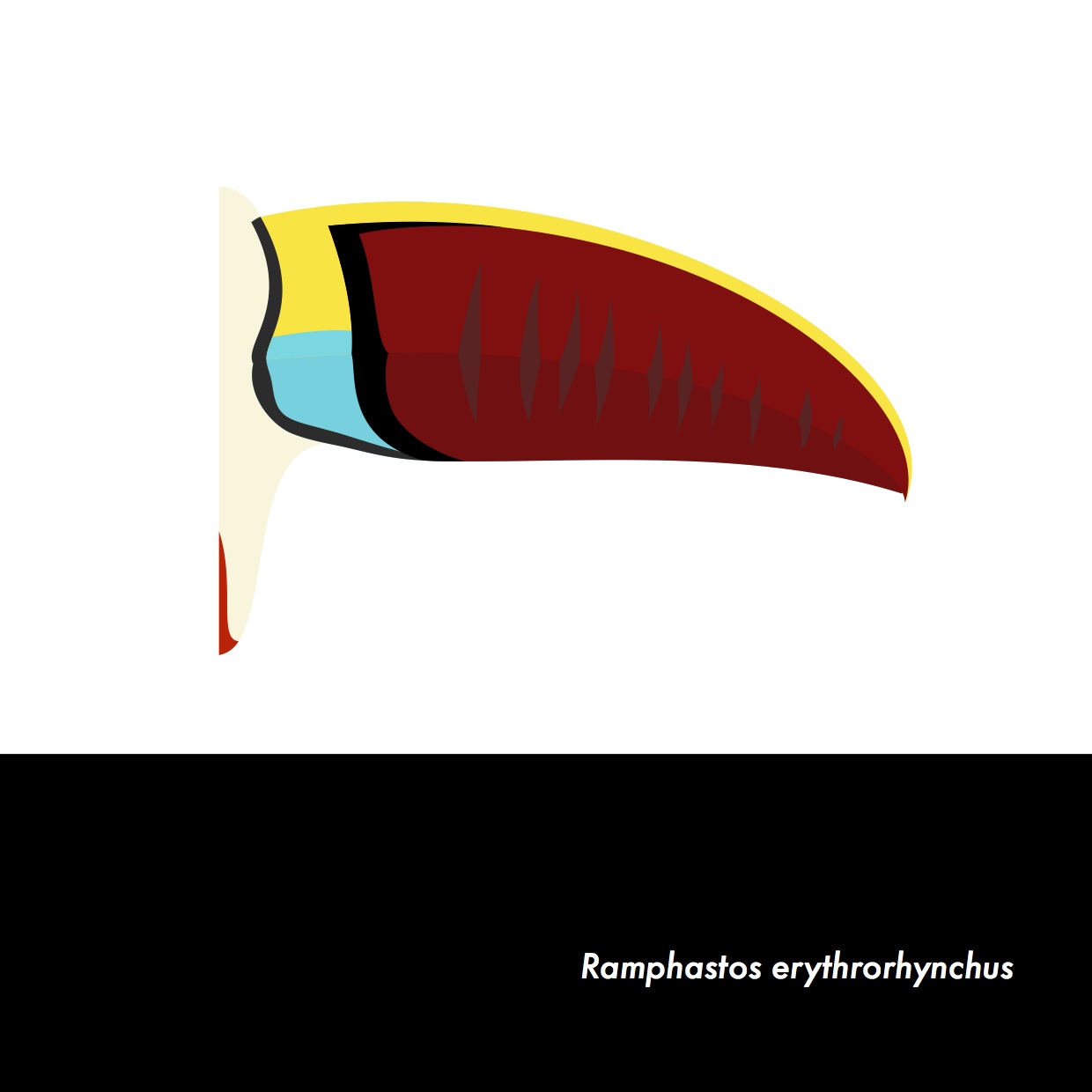 06-RamphastosErythrorhynchus.jpeg