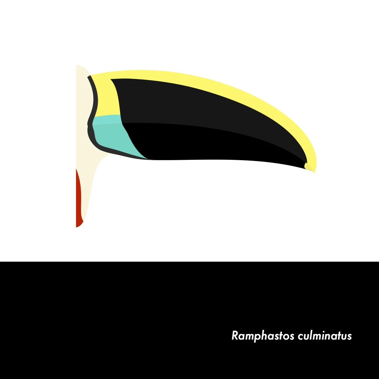 11-RamphastosCulminatus.jpeg