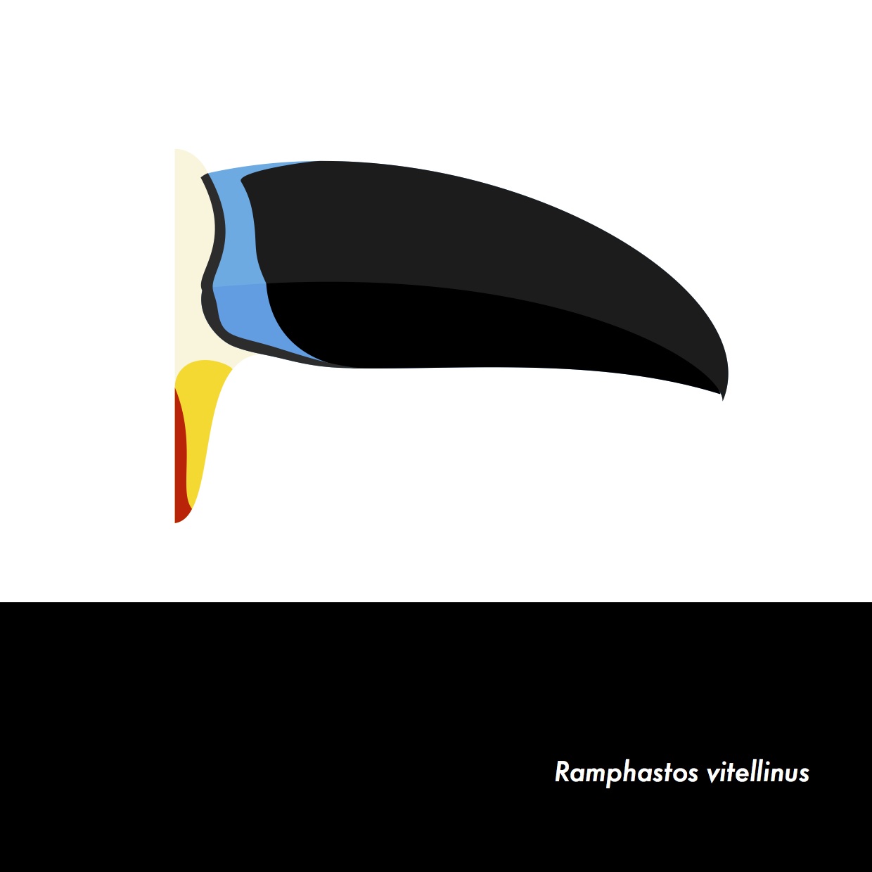 13-RamphastosVitellinus.jpeg