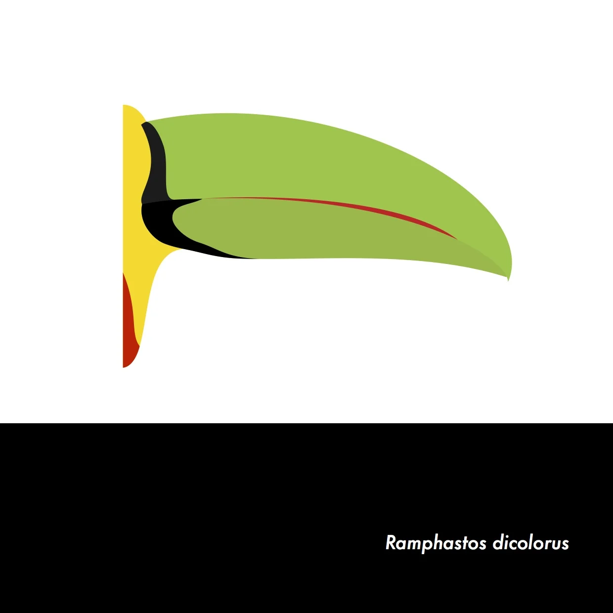 14-RamphastosDicolorus.jpeg