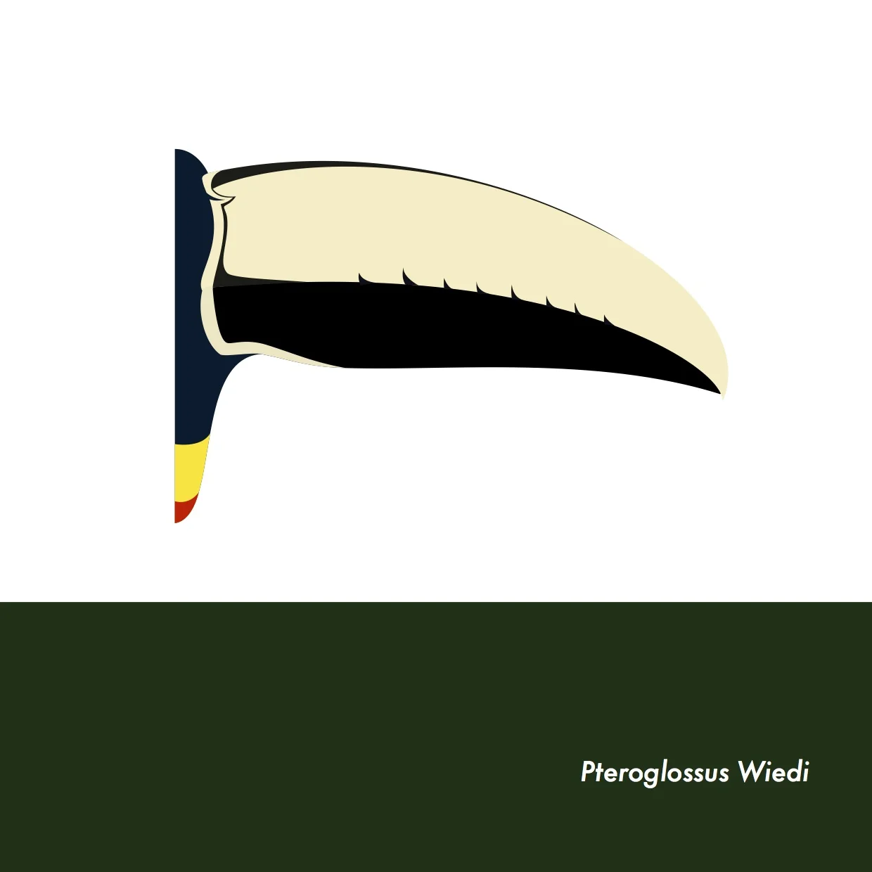 16-PteroglossusWiedi.jpeg